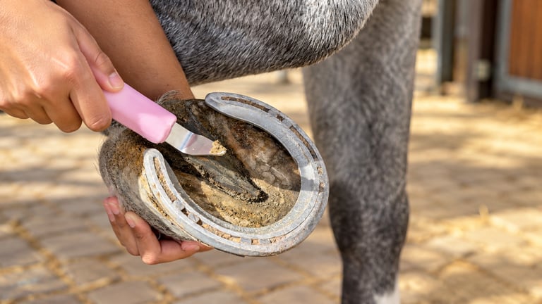 تجربة رعاية الخيل + ركوب الخيل 