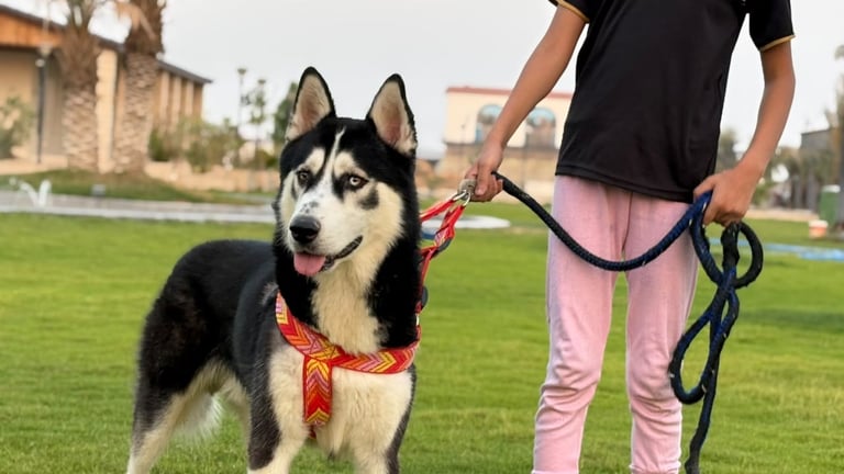 تجربة التجول مع الهاسكي + ركوب خيل 
