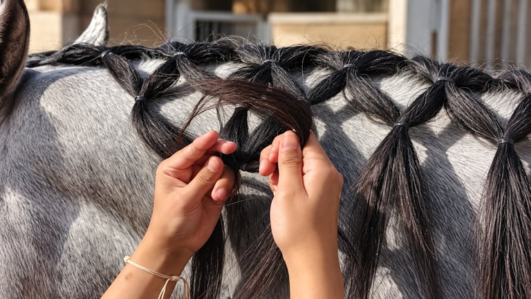 تجربة رعاية الخيل + ركوب الخيل 