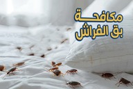بق الفراش 