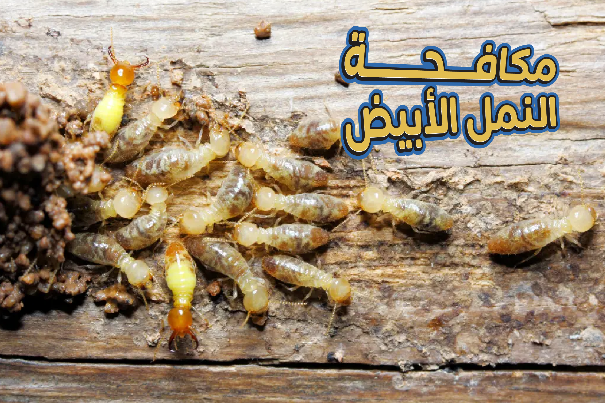 مكافحة النمل الابيض 