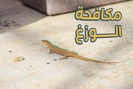 مكافحة الوزغ 